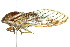  ( - 11ANIC-16386)  @11 [ ] CreativeCommons - Attribution (2011) ANIC/CBG Photography Group Centre for Biodiversity Genomics