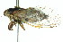  ( - 11ANIC-16446)  @11 [ ] CreativeCommons - Attribution (2011) ANIC/CBG Photography Group Centre for Biodiversity Genomics
