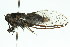  ( - 11ANIC-16450)  @14 [ ] CreativeCommons - Attribution (2011) ANIC/CBG Photography Group Centre for Biodiversity Genomics