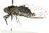  ( - 11ANIC-16455)  @14 [ ] CreativeCommons - Attribution (2011) ANIC/CBG Photography Group Centre for Biodiversity Genomics