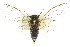 ( - 11ANIC-16456)  @11 [ ] CreativeCommons - Attribution (2011) ANIC/CBG Photography Group Centre for Biodiversity Genomics