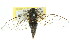  ( - 11ANIC-16458)  @13 [ ] CreativeCommons - Attribution (2011) ANIC/CBG Photography Group Centre for Biodiversity Genomics