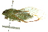  ( - 11ANIC-16558)  @12 [ ] CreativeCommons - Attribution (2011) ANIC/CBG Photography Group Centre for Biodiversity Genomics
