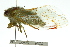  ( - 11ANIC-16560)  @13 [ ] CreativeCommons - Attribution (2011) ANIC/CBG Photography Group Centre for Biodiversity Genomics