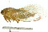  ( - 11ANIC-16564)  @11 [ ] CreativeCommons - Attribution (2011) ANIC/CBG Photography Group Centre for Biodiversity Genomics