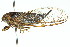  ( - 11ANIC-16578)  @11 [ ] CreativeCommons - Attribution (2011) ANIC/CBG Photography Group Centre for Biodiversity Genomics