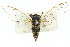  ( - 11ANIC-16597)  @11 [ ] CreativeCommons - Attribution (2011) ANIC/CBG Photography Group Centre for Biodiversity Genomics