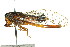  ( - 11ANIC-16761)  @14 [ ] CreativeCommons - Attribution (2011) ANIC/CBG Photography Group Centre for Biodiversity Genomics