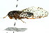  ( - 11ANIC-16762)  @14 [ ] CreativeCommons - Attribution (2011) ANIC/CBG Photography Group Centre for Biodiversity Genomics