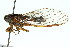  ( - 11ANIC-16763)  @13 [ ] CreativeCommons - Attribution (2011) ANIC/CBG Photography Group Centre for Biodiversity Genomics