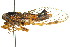  (Yoyetta sp. 477 nr. landsboroughi - 11ANIC-16766)  @15 [ ] CreativeCommons - Attribution (2011) ANIC/CBG Photography Group Centre for Biodiversity Genomics