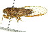  ( - 11ANIC-16784)  @14 [ ] CreativeCommons - Attribution (2011) ANIC/CBG Photography Group Centre for Biodiversity Genomics