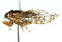  ( - 11ANIC-16796)  @11 [ ] CreativeCommons - Attribution (2011) ANIC/CBG Photography Group Centre for Biodiversity Genomics