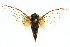  ( - 11ANIC-16851)  @11 [ ] CreativeCommons - Attribution (2011) ANIC/CBG Photography Group Centre for Biodiversity Genomics