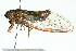  ( - 11ANIC-16857)  @14 [ ] CreativeCommons - Attribution (2011) ANIC/CBG Photography Group Centre for Biodiversity Genomics