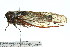  ( - 11ANIC-16858)  @12 [ ] CreativeCommons - Attribution (2011) ANIC/CBG Photography Group Centre for Biodiversity Genomics