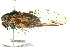  ( - 11ANIC-16893)  @11 [ ] CreativeCommons - Attribution (2011) ANIC/CBG Photography Group Centre for Biodiversity Genomics