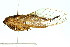  ( - 11ANIC-16896)  @14 [ ] CreativeCommons - Attribution (2011) ANIC/CBG Photography Group Centre for Biodiversity Genomics