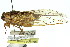  ( - 11ANIC-16919)  @11 [ ] CreativeCommons - Attribution (2011) ANIC/CBG Photography Group Centre for Biodiversity Genomics