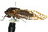  ( - 11ANIC-16941)  @15 [ ] CreativeCommons - Attribution (2011) ANIC/CBG Photography Group Centre for Biodiversity Genomics