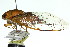  ( - 11ANIC-16946)  @11 [ ] CreativeCommons - Attribution (2011) ANIC/CBG Photography Group Centre for Biodiversity Genomics