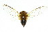  ( - 11ANIC-16961)  @11 [ ] CreativeCommons - Attribution (2011) ANIC/CBG Photography Group Centre for Biodiversity Genomics