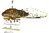  ( - 11ANIC-16963)  @11 [ ] CreativeCommons - Attribution (2011) ANIC/CBG Photography Group Centre for Biodiversity Genomics