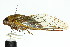  ( - 11ANIC-16968)  @11 [ ] CreativeCommons - Attribution (2011) ANIC/CBG Photography Group Centre for Biodiversity Genomics