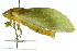  ( - 11ANIC-16999)  @11 [ ] CreativeCommons - Attribution (2011) ANIC/CBG Photography Group Centre for Biodiversity Genomics