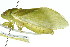  ( - 11ANIC-17000)  @11 [ ] CreativeCommons - Attribution (2011) ANIC/CBG Photography Group Centre for Biodiversity Genomics