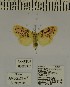  ( - ANHRTUK-00026307)  @11 [ ] CreativeCommons - Attribution Share-Alike (2020) Unspecified African Natural History Research Trust collection, Kingsland, UK