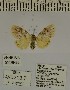  ( - ANHRTUK-00026485)  @11 [ ] CreativeCommons - Attribution Share-Alike (2020) Unspecified African Natural History Research Trust collection, Kingsland, UK