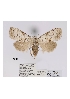  ( - ANHRTUK-00034353)  @11 [ ] CreativeCommons - Attribution Share-Alike (2020) Unspecified African Natural History Research Trust collection, Kingsland, UK
