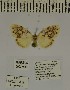  ( - ANHRTUK-00037589)  @11 [ ] CreativeCommons - Attribution Share-Alike (2020) Unspecified African Natural History Research Trust collection, Kingsland, UK