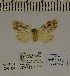  ( - ANHRTUK-00061968)  @11 [ ] CreativeCommons - Attribution Share-Alike (2020) Unspecified African Natural History Research Trust collection, Kingsland, UK