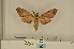  ( - ANHRTUK-00073493)  @11 [ ] CreativeCommons - Attribution Share-Alike (2020) Unspecified African Natural History Research Trust collection, Kingsland, UK