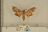  ( - ANHRTUK-00073494)  @11 [ ] CreativeCommons - Attribution Share-Alike (2020) Unspecified African Natural History Research Trust collection, Kingsland, UK