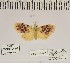  ( - ANHRTUK-00073593)  @11 [ ] CreativeCommons - Attribution Share-Alike (2020) Unspecified African Natural History Research Trust collection, Kingsland, UK