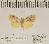  ( - ANHRTUK-00073594)  @11 [ ] CreativeCommons - Attribution Share-Alike (2020) Unspecified African Natural History Research Trust collection, Kingsland, UK