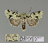  (Homonacna - ANHRTUK-00073597)  @11 [ ] CreativeCommons - Attribution Share-Alike (2020) Unspecified African Natural History Research Trust collection, Kingsland, UK