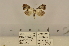  (Laetonima smithi - ANHRTUK-00082336)  @11 [ ] CreativeCommons - Attribution Share-Alike (2020) Unspecified African Natural History Research Trust collection, Kingsland, UK