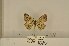  ( - ANHRTUK-00094747)  @11 [ ] CreativeCommons - Attribution Share-Alike (2020) Unspecified African Natural History Research Trust collection, Kingsland, UK