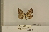  ( - ANHRTUK-00132352)  @11 [ ] CreativeCommons - Attribution Share-Alike (2020) Unspecified African Natural History Research Trust collection, Kingsland, UK