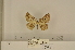  ( - ANHRTUK-00152839)  @11 [ ] CreativeCommons - Attribution Share-Alike (2020) Unspecified African Natural History Research Trust collection, Kingsland, UK