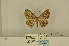  ( - ANHRTUK-00152842)  @11 [ ] CreativeCommons - Attribution Share-Alike (2020) Unspecified African Natural History Research Trust collection, Kingsland, UK
