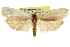  (Xylorycta sp. ANIC42 - CCDB-15722-B12)  @14 [ ] CreativeCommons - Attribution (2011) ANIC/CBG Photography Group Centre for Biodiversity Genomics