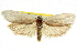  (Xylorycta sp. ANIC9 - CCDB-15722-C01)  @14 [ ] CreativeCommons - Attribution (2011) ANIC/CBG Photography Group Centre for Biodiversity Genomics