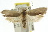  (Crypsicharis neocosma - CCDB-15722-C09)  @15 [ ] CreativeCommons - Attribution (2011) ANIC/CBG Photography Group Centre for Biodiversity Genomics