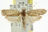  ( - CCDB-15722-C10)  @13 [ ] CreativeCommons - Attribution (2011) ANIC/CBG Photography Group Centre for Biodiversity Genomics