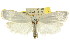 ( - CCDB-15722-G08)  @11 [ ] CreativeCommons - Attribution (2011) ANIC/CBG Photography Group Centre for Biodiversity Genomics